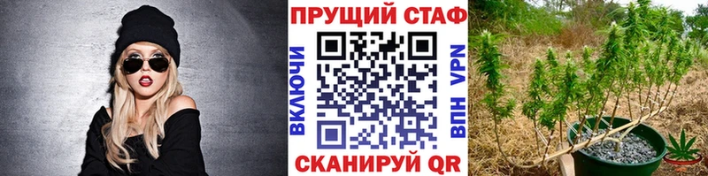 Цена Шенкурск Канабис А ПВП МЕФ